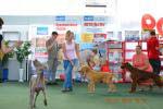 выставка собак Курск-2012