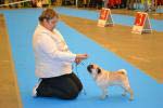 лучший кобель открытый класс Chicco Altair An Gor