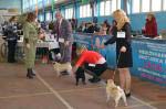суки чемпионы