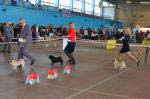 суки чемпионы