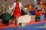 Very Promising-3 dog puppy Vincent Arman Ot Luval