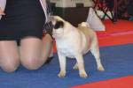 Very Promising-2 dog puppy Deandra Freedom