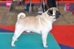 Excellent-2 dog junior Robbie From My Little Heart