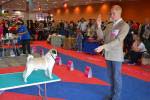 Excellent-2 dog junior Robbie From My Little Heart