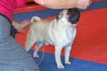 dog junior Sprogu Bright Brilliant At Habenero