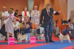 dogs intermedia Jrmile Tip-Top Navigator, Monpasie Fokus-Pokus