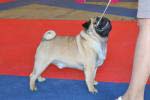 Excellent-2 dog intermedia Jrmile Tip-Top Navigator