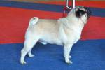 Excellent-3 dog intermedia Best Of Retsos Yahoo