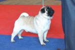 The best dog intermedia Monpasie Fokus-Pokus