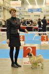 RCAC сука интермедия Tagritania Kassiopea Sapfo