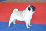 The best dog intermedia Monpasie Fokus-Pokus