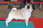 The best dog intermedia Monpasie Fokus-Pokus