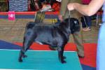 dog intermedia Montes Auri Arinus Dario
