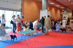 dogs intermedia