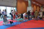 dogs intermedia