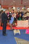 The best dog intermedia Monpasie Fokus-Pokus