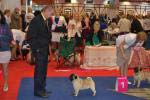 The best dog intermedia Monpasie Fokus-Pokus