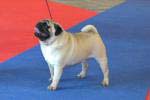 Excellent-2 dog open Anjos Eduardo