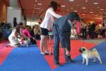 Excellent-2 dog open Anjos Eduardo