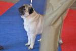 Excellent-3 dog open best Of Retsos Quadrillion Dreams