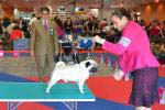 dog open Los Chatos Del Turia Winner Takes All