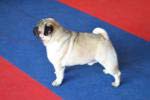 dog open Tagritania Tsarevich Elisey