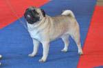 dog open Tagritania Tsarevich Elisey