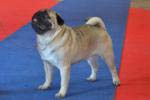 dog open Tagritania Tsarevich Elisey