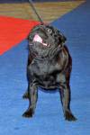 dog open Unic Duma's