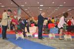 dogs of open class