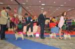 dogs of open class