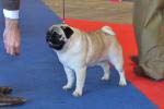 The best dog champion Double D Cointreau's Tribute To The Best