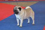 The best dog champion Double D Cointreau's Tribute To The Best