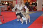 dog champion Mag-Hanter Hammer