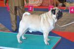 Excelent-3 dog champion Predery Pug Eralash Show Man