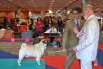 Excelent-3 dog champion Predery Pug Eralash Show Man