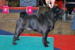 dog champion Pugbully After Midnight