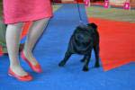 Excellent-4 dog champion Rambo Kozhaniy Nosik