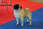 dog champion Very Vigie Elton John
