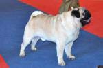 The best dog champion Double D Cointreau's Tribute To The Best