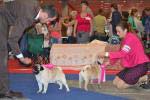 dogs champions Double D Cointreau's Tribute To The Best, Los Chatos Del Turia Who's Your Daddy