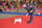 The best dog champion Double D Cointreau's Tribute To The Best