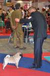 The best dog champion Double D Cointreau's Tribute To The Best