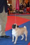 The best bitch intermedia High Heels Of Golden Pugs