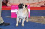 The best bitch intermediate High Heels Of Golden Pugs
