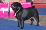 CACIB European Winner Tagritania Bisous Ma Belle Dominique