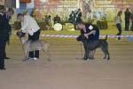 кобели промежуток Giacomo Be Come The Star Dragon, Linia Blours Oktavian August