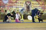 кобели чемпион