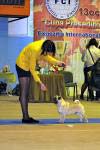 Лучший кобель интермедия RCACIB Guivercelli Domeniko
