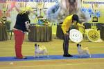суки открытый Nju Speis' Tsarskaya Tsatska Dlja Rostova-Papy, Whoop-De-Do Harmony